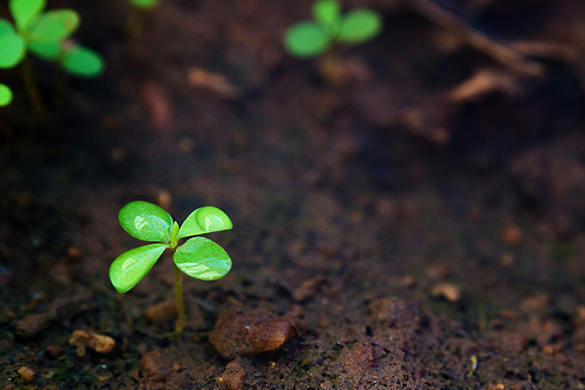 soil images